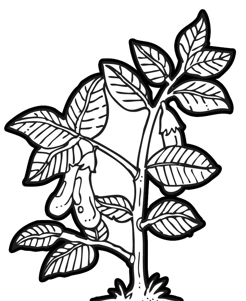 802x978 Eggplant Tree Clipart