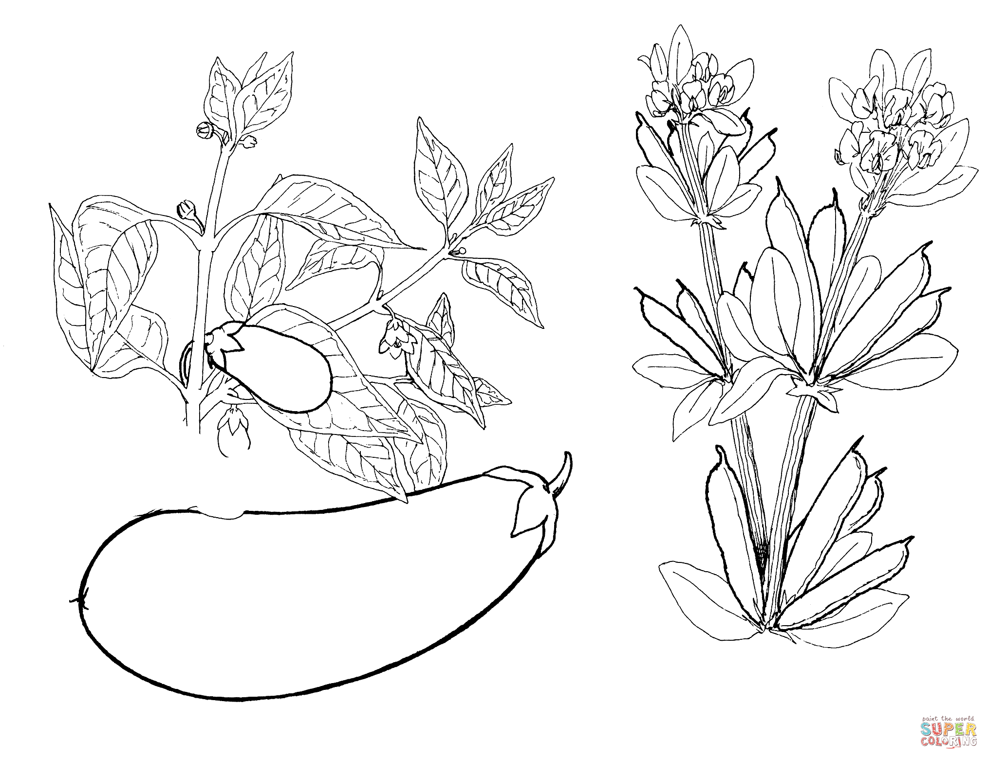2029x1560 Eggplant Coloring Pages Free Coloring Pages