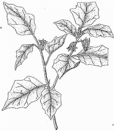 388x446 7 Eggplant (Garden Egg) Lost Crops Of Africa Volume Ii