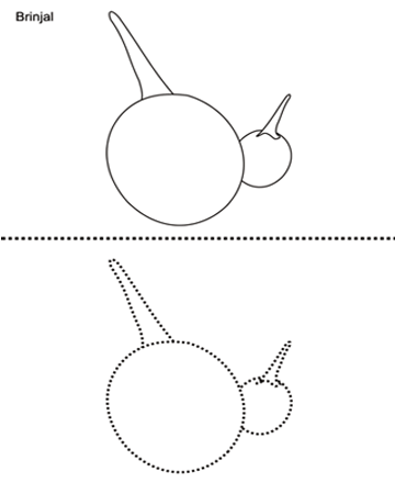 360x440 Brinjal Drawing