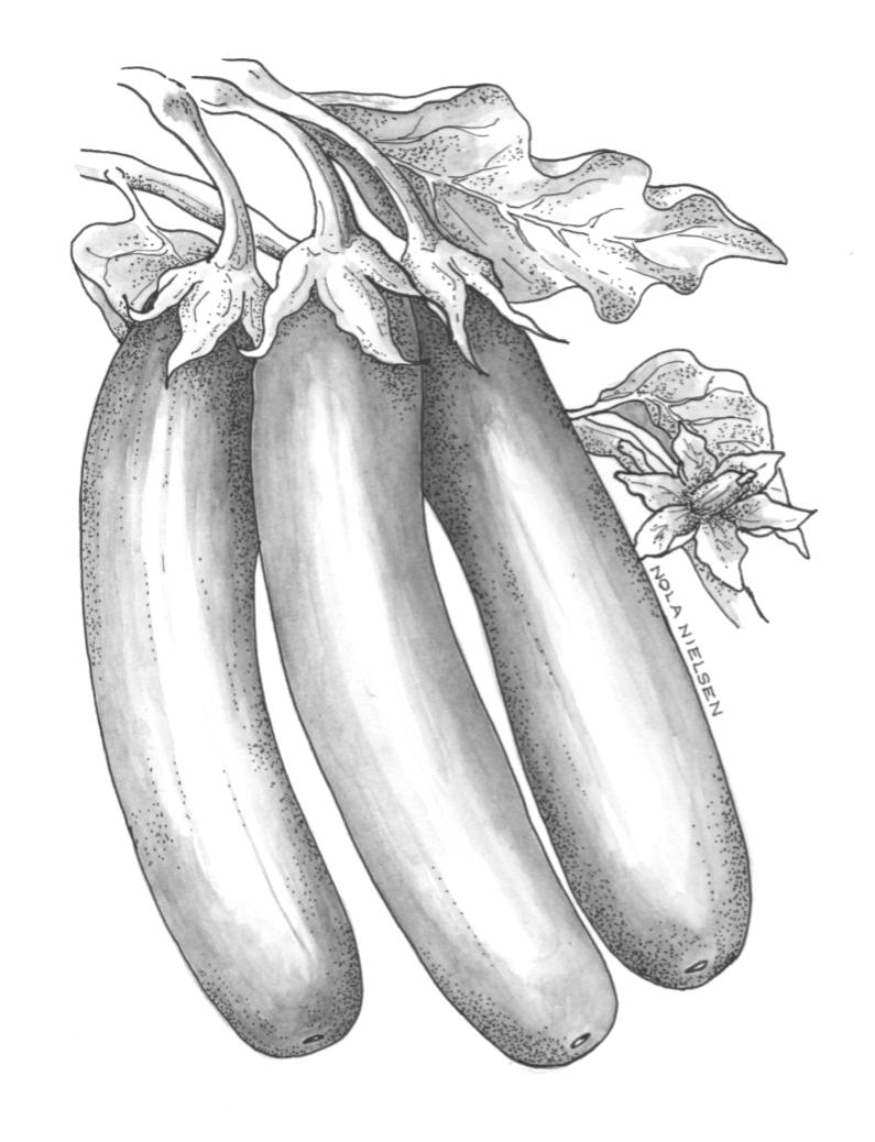 795x1038 Eggplant Hansel F1 All America Selections