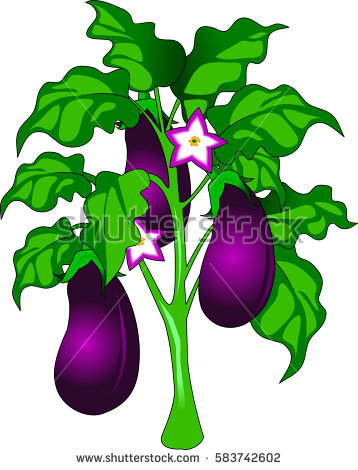 358x470 Eggplant Garden Clipart, Explore Pictures