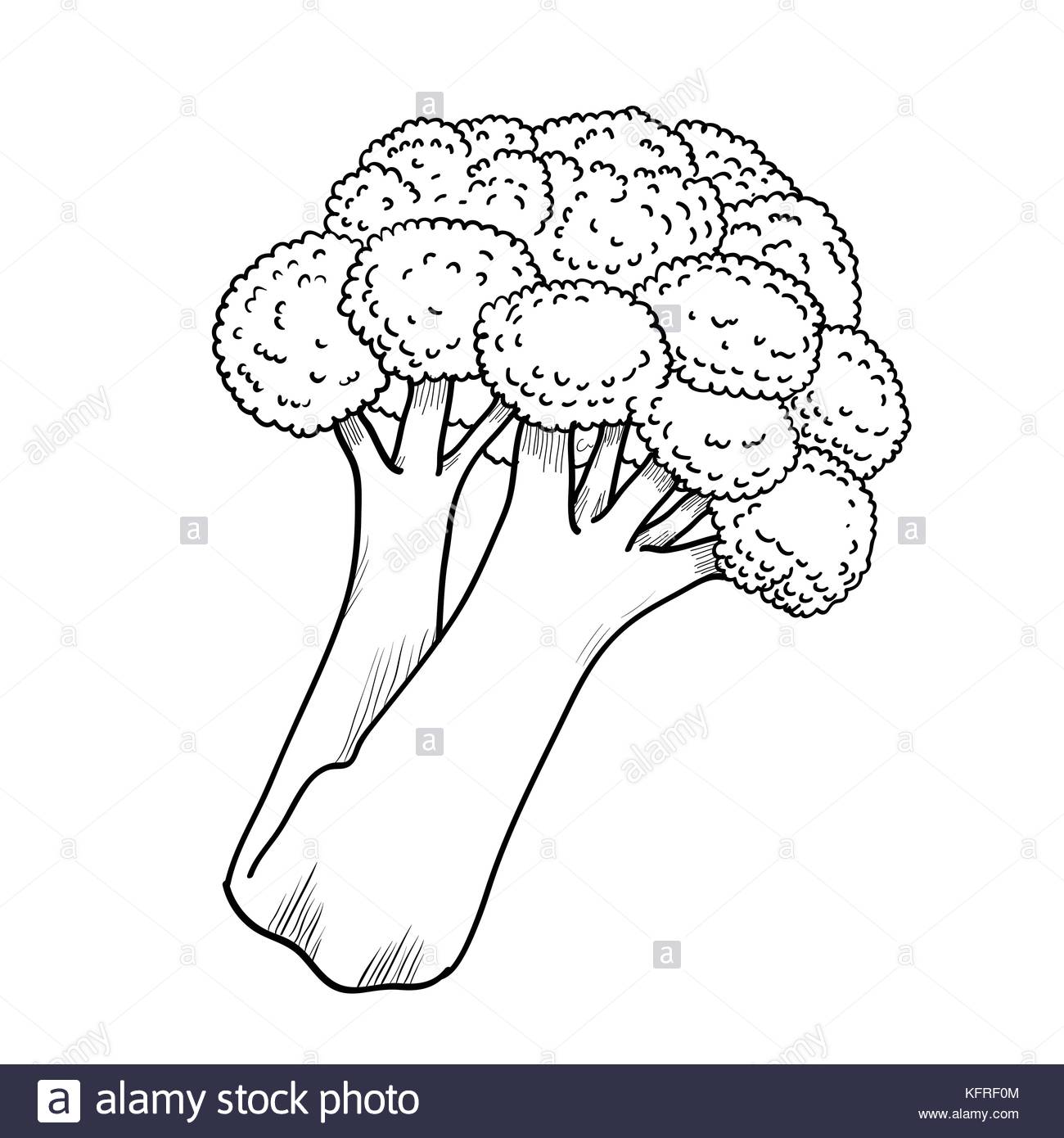1300x1390 Broccoli Drawing Stock Vector Images