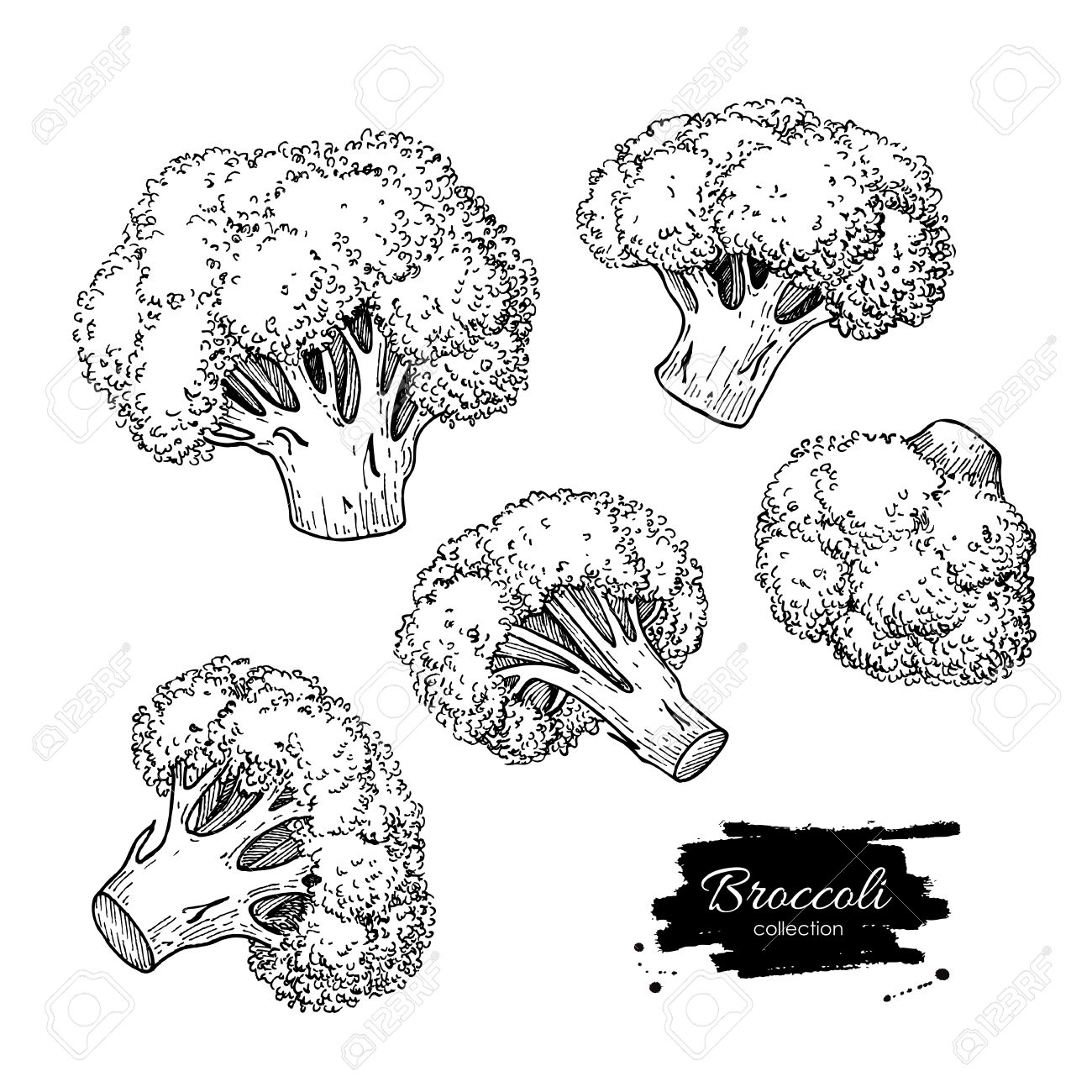 1300x1300 Broccoli Illustrations. Vegetable Engraved Style Objects. Isolated
