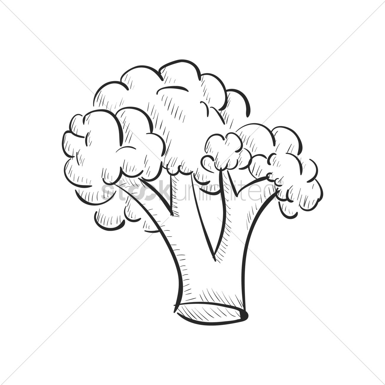 1300x1300 Broccoli Vector Image