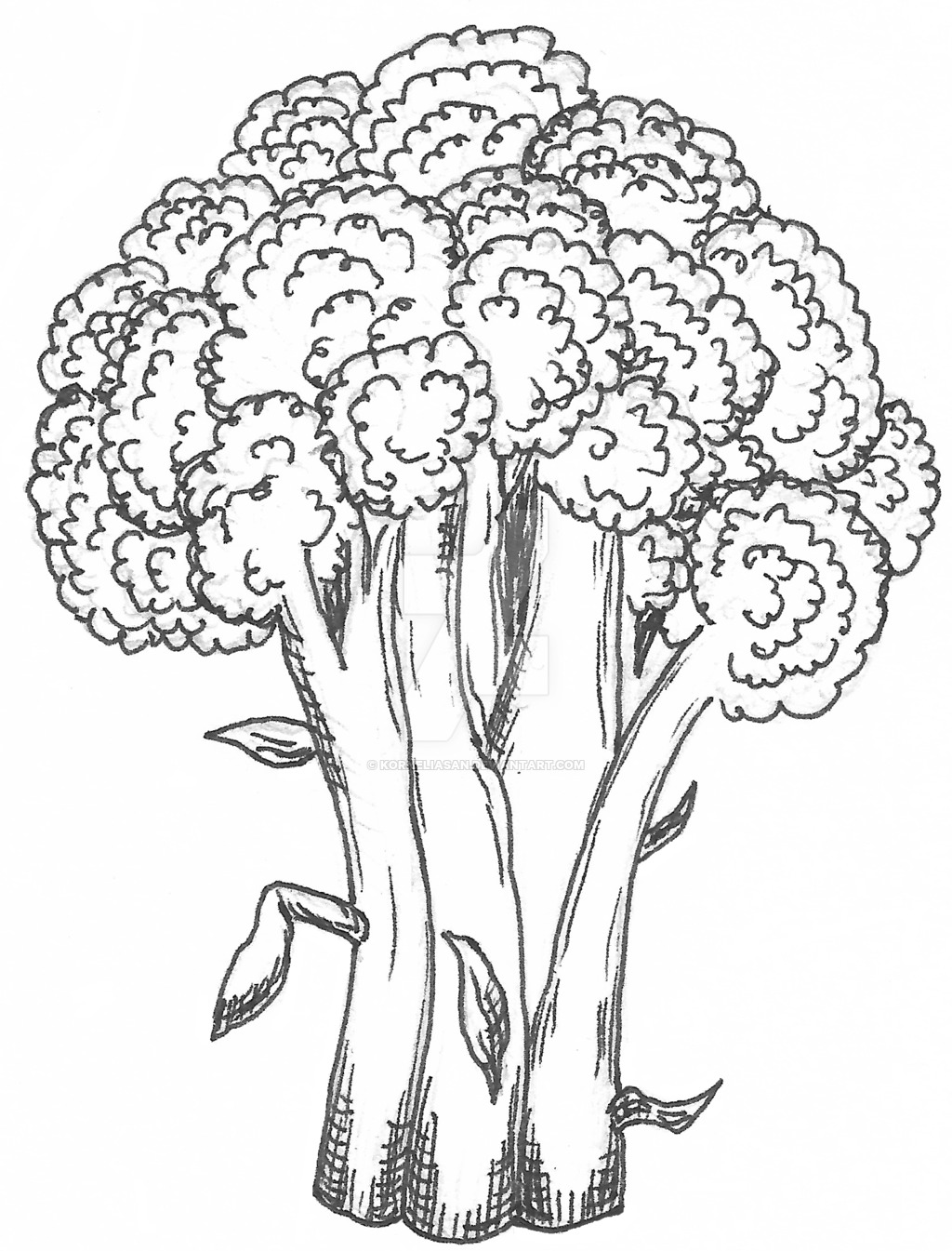 1024x1345 Broccoli By Korneliasan