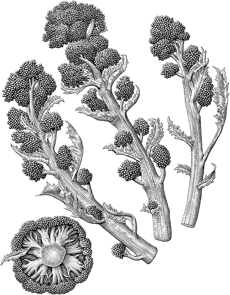 800x1026 Resultado De Imagem Para Broccoli Drawing Art
