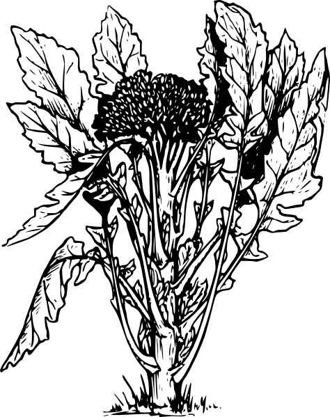 474x599 Broccoli Clip Art