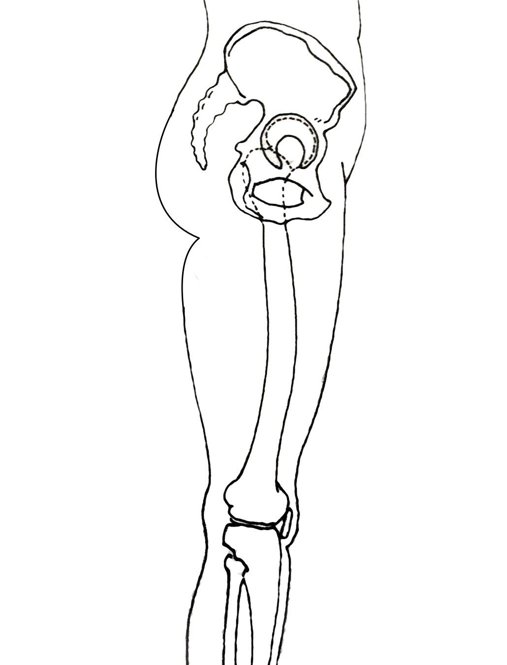 1030x1350 Hip Amp Pelvis Instutute