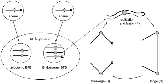 674x344 The Chromatid Breakage Fusion Bridge (Bfb) Cycle In The Endosperm