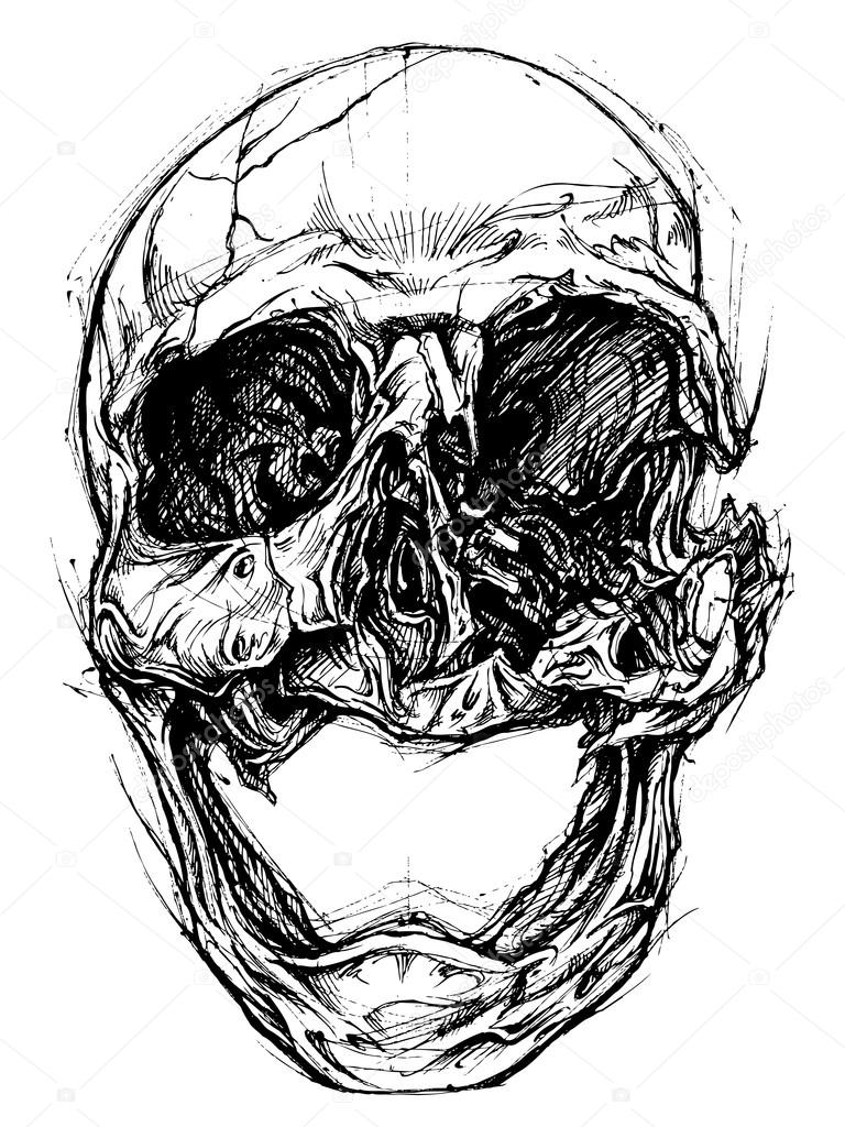 768x1024 Broken Skull Drawing Line Work Vector Stock Vector 13ug13th