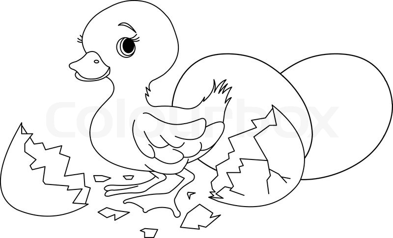 800x485 Easter Duckling Jumping Out From Broken Egg. Coloring Page Stock