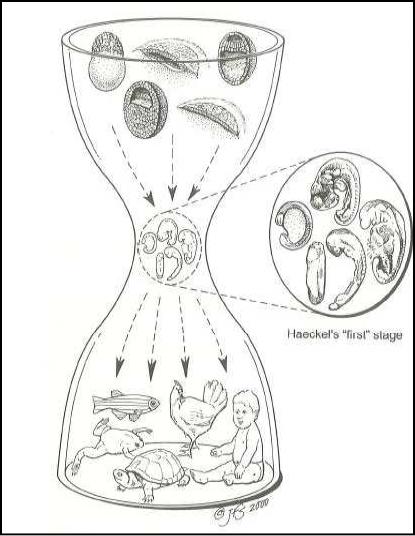 415x536 Biology Textbooks Misuse Embryology To Argue For Evolution