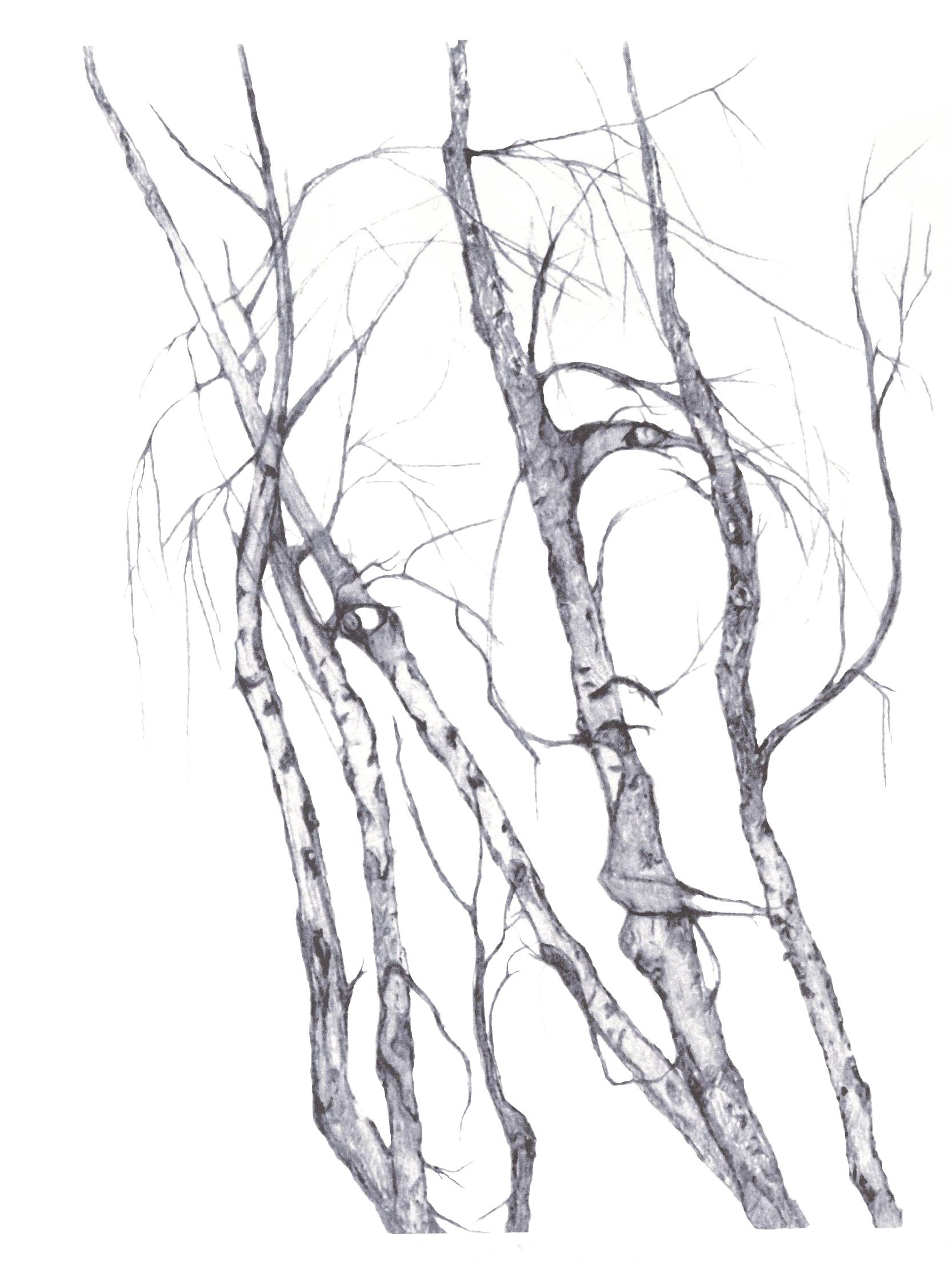 1666x2216 Cricket Aka The Pencil Whisperer