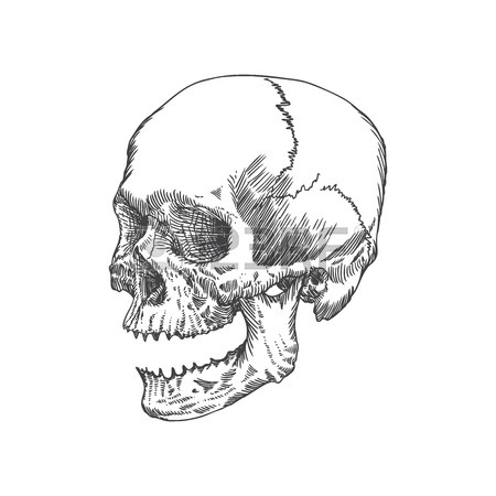 450x450 Cracked Skull Images Amp Stock Pictures. Royalty Free Cracked Skull