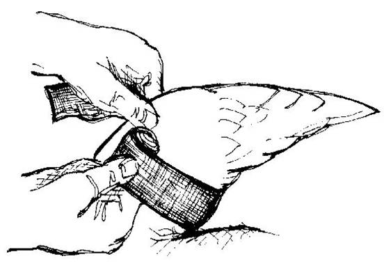 552x385 Repair Bird Wing