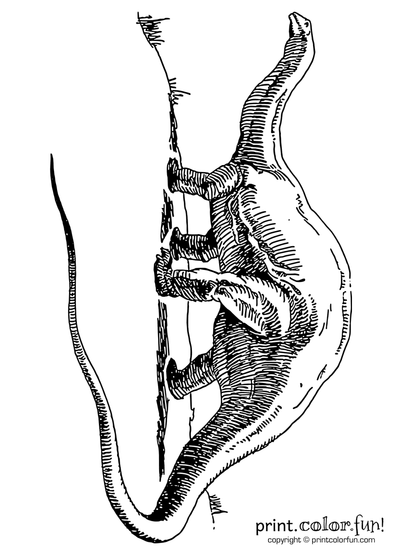 800x1100 Dinosaur Brontosaurus Coloring Page