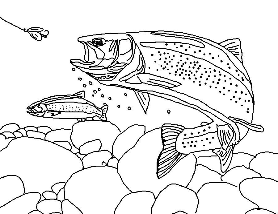 900x695 Rainbow Trout Drawing Template Rainbow Trout (Landscape