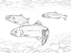 236x177 Brook Trout Line Art Illustration Line Drawings
