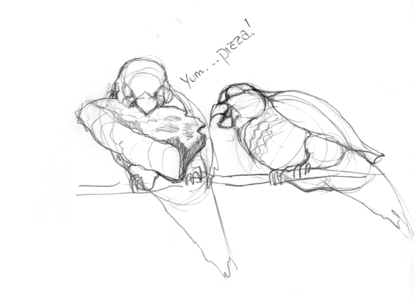 602x432 First Look Sketches Of The Brooklyn Parrots Walking In Public