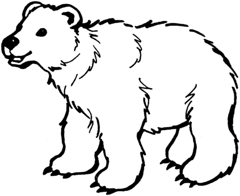 480x392 Brown Bear Coloring Page Free Printable Coloring Pages