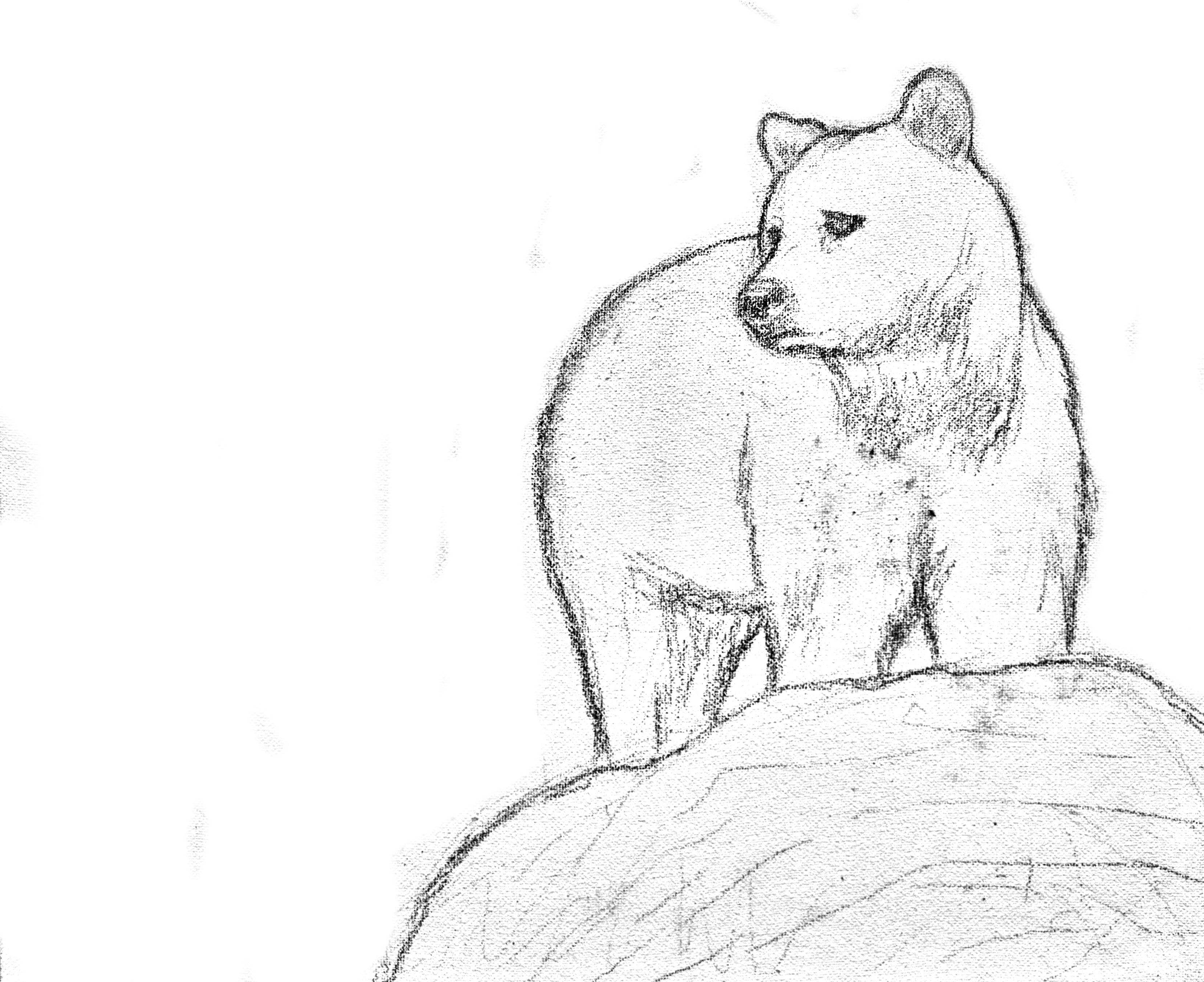 3316x2706 Traceable And Reference Photo Of Brown Bear And The Waterfall