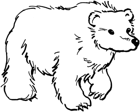 480x384 Brown Bear 11 Coloring Page Free Printable Coloring Pages