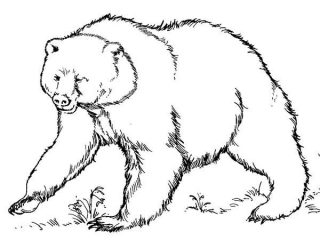 320x240 Brown Bear Coloring Sheet Free To Download Brown Bear Coloring