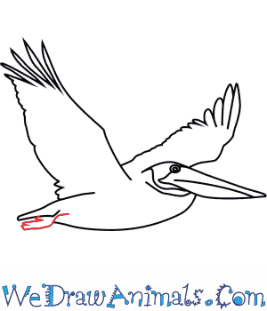 300x350 How To Draw A Brown Pelican