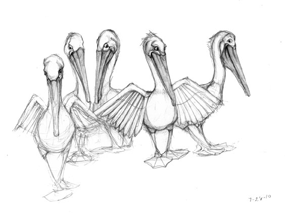 564x437 Baby Loggerheads Amp Brown Pelicans Nothing Worth Stealing