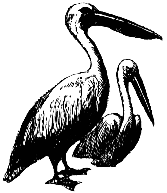 555x640 Pelican Clipart Etc