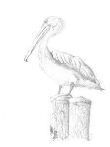 225x300 Pelican Drawings