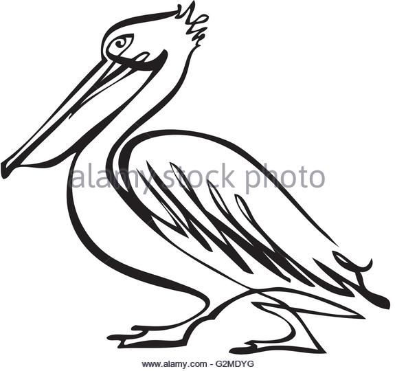 575x540 Pelican Silhouetted Stock Photos Amp Pelican Silhouetted Stock