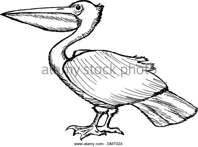 640x477 Pelican Stock Vector Images