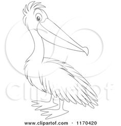 236x246 Best Pelican Drawing Illustration Amp Cartoons Free