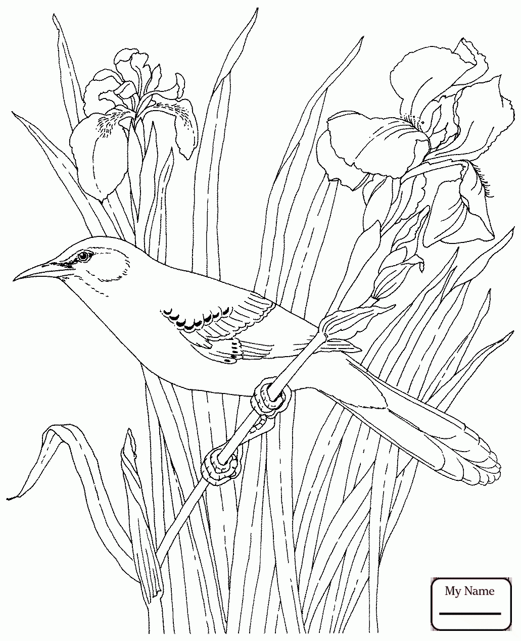 1031x1269 Coloring Pages Birds Magnolia And Brown Pelican Louisiana State
