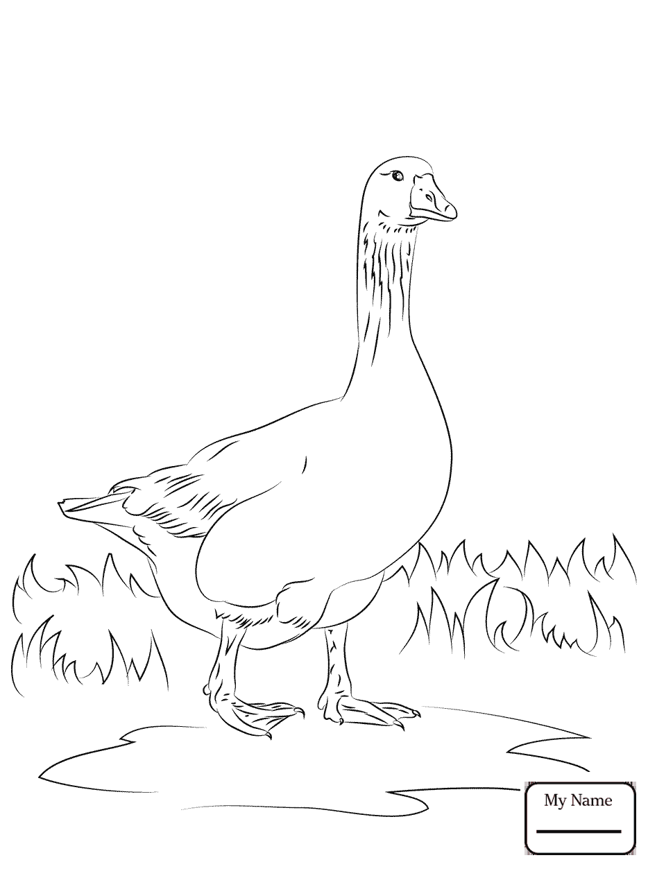 934x1253 Coloring Pages Birds Recent Brown Pelican