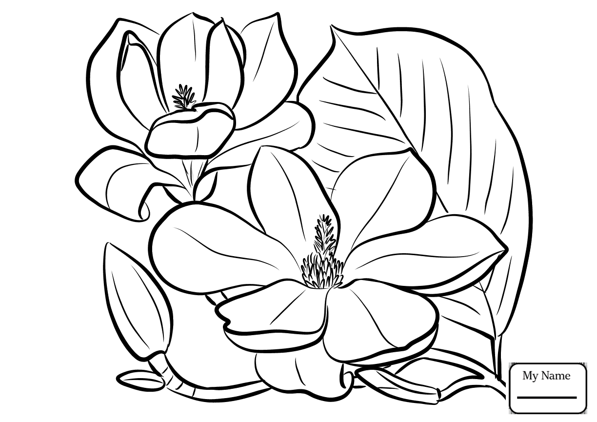 1224x865 Coloring Pages For Kids Flowers Magnolia And Brown Pelican