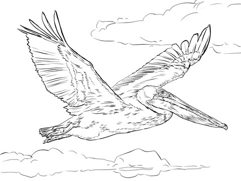 480x360 Brown Pelican In Flight Coloring Page Free Printable Coloring Pages