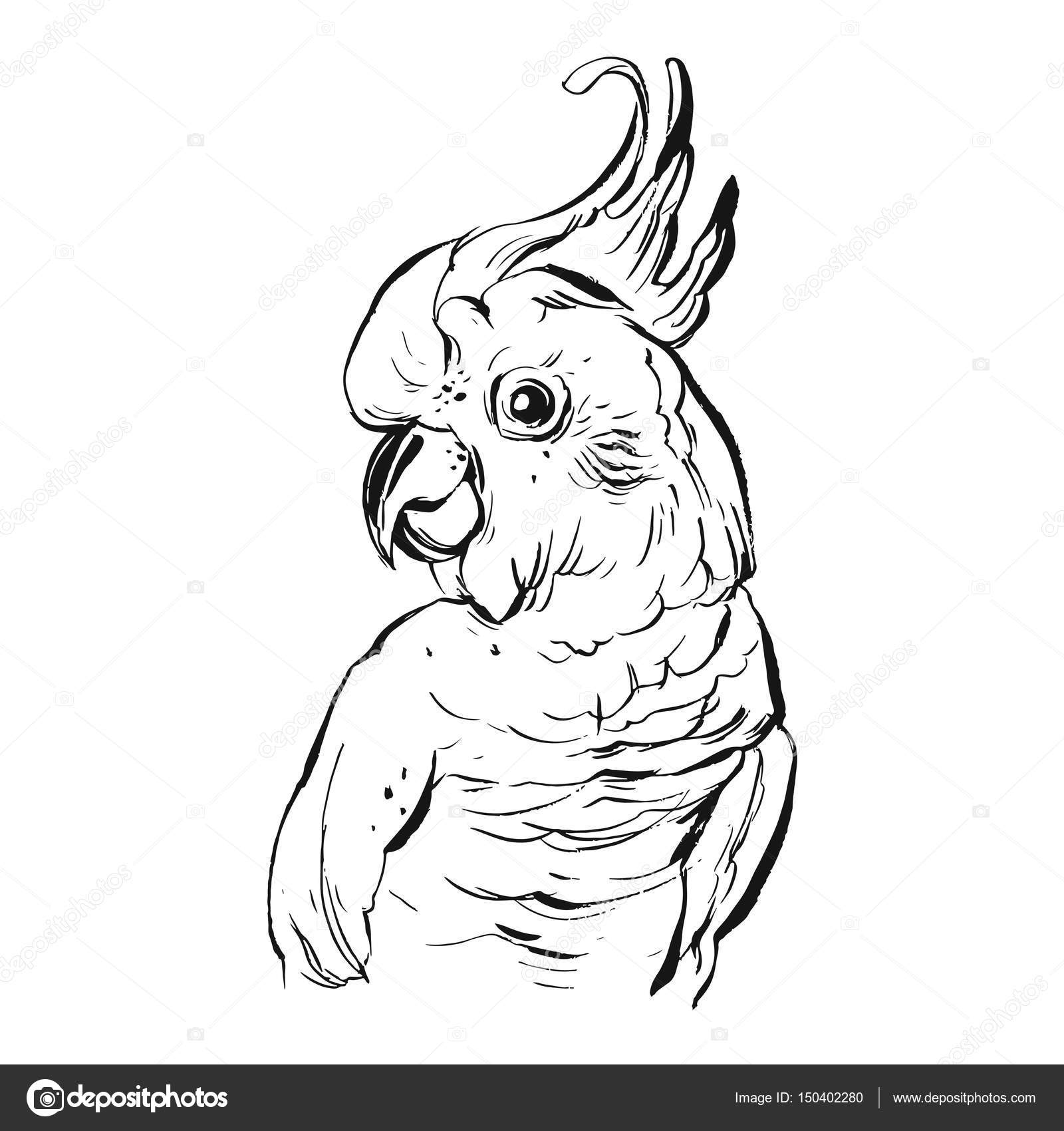 1600x1700 Hand Drawn Vector Brush Drawing Graphic Ink Realistic Tropical