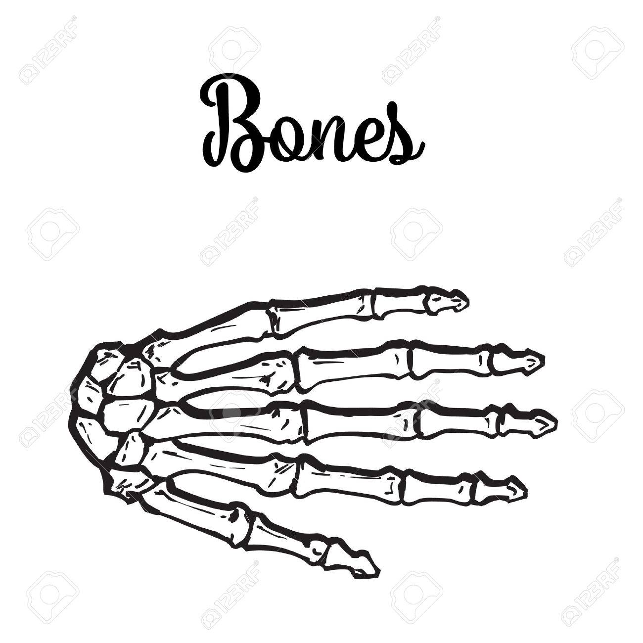 1300x1300 Bones Of The Human Hand Brushes, Vector Illustration Sketch Drawn