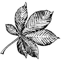 236x236 Learning To Identify Trees Let These Leaf Silhouettes Make It