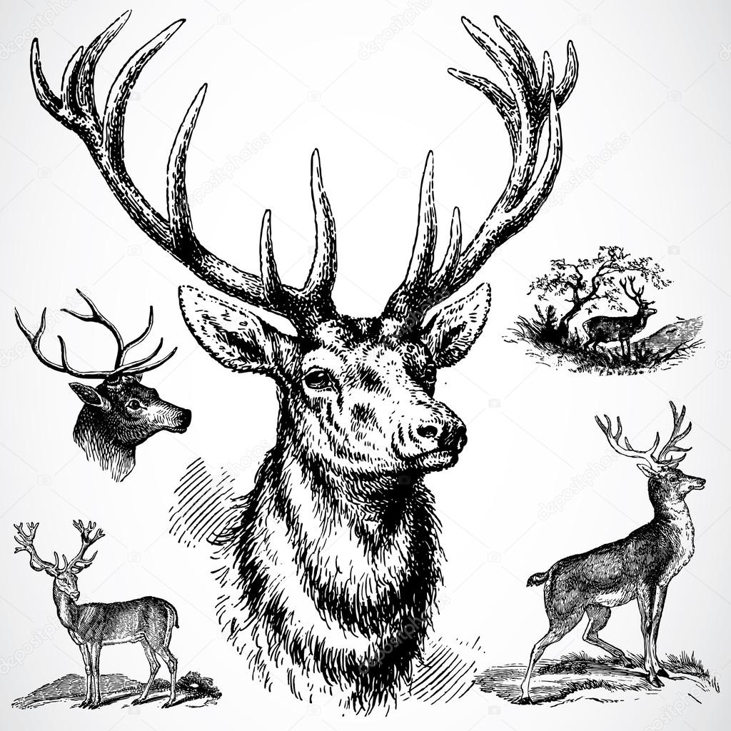 1024x1024 Buck Deer Stock Photo Createfirst