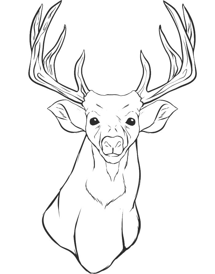 700x892 Coloring Pages Draw A Deer Mule Deer Buck Page Free Printable