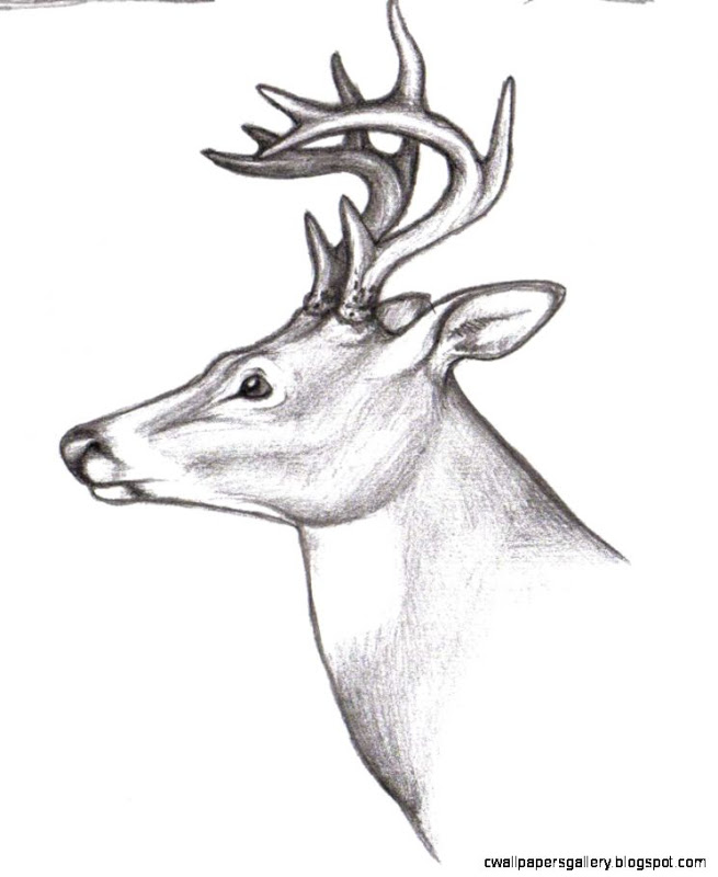 655x800 Deer Buck Drawings Wallpapers Gallery