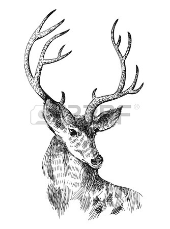 Buck Deer Drawing at GetDrawings | Free download