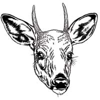 200x200 Deer Regulations Mdc Hunting And Fishing