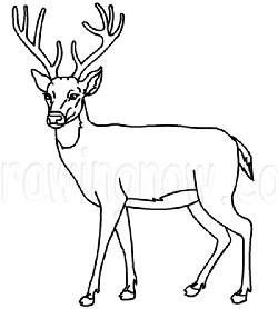 250x278 How To Draw Deer Drawing Tutorials Amp Drawing Amp How To Draw Deer