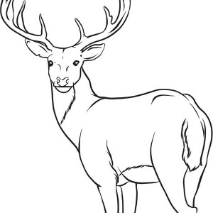 300x300 Projects Design Deer Coloring Pages Animals Gt