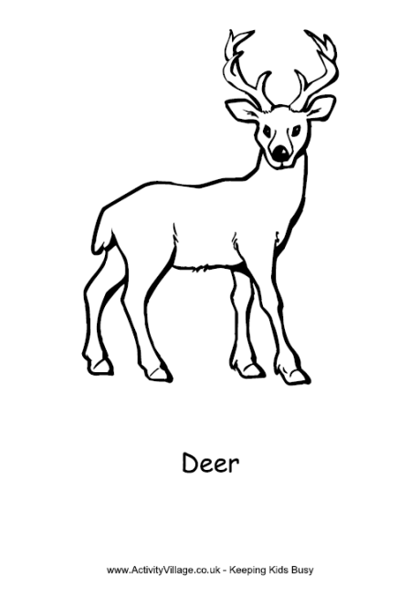 460x653 Deer For Kids
